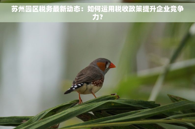 苏州园区税务最新动态：如何运用税收政策提升企业竞争力？